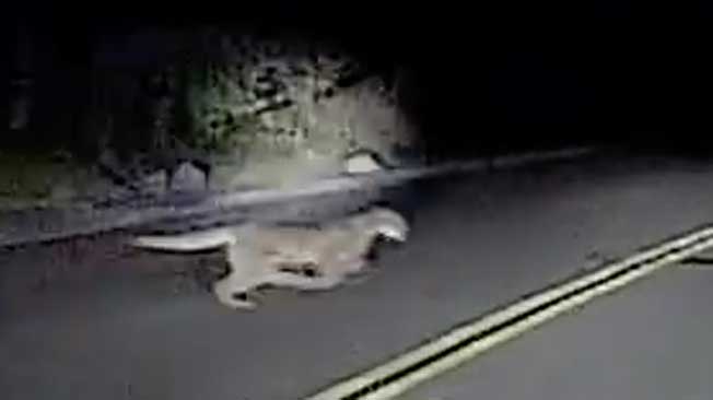 Watch Mountain Lion Chase Deer The Weather Channel