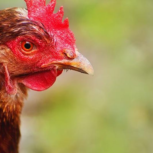 Braun Oder Weiss Huhner Ohren Verraten Eierfarbe Videos Von The Weather Channel Weather Com