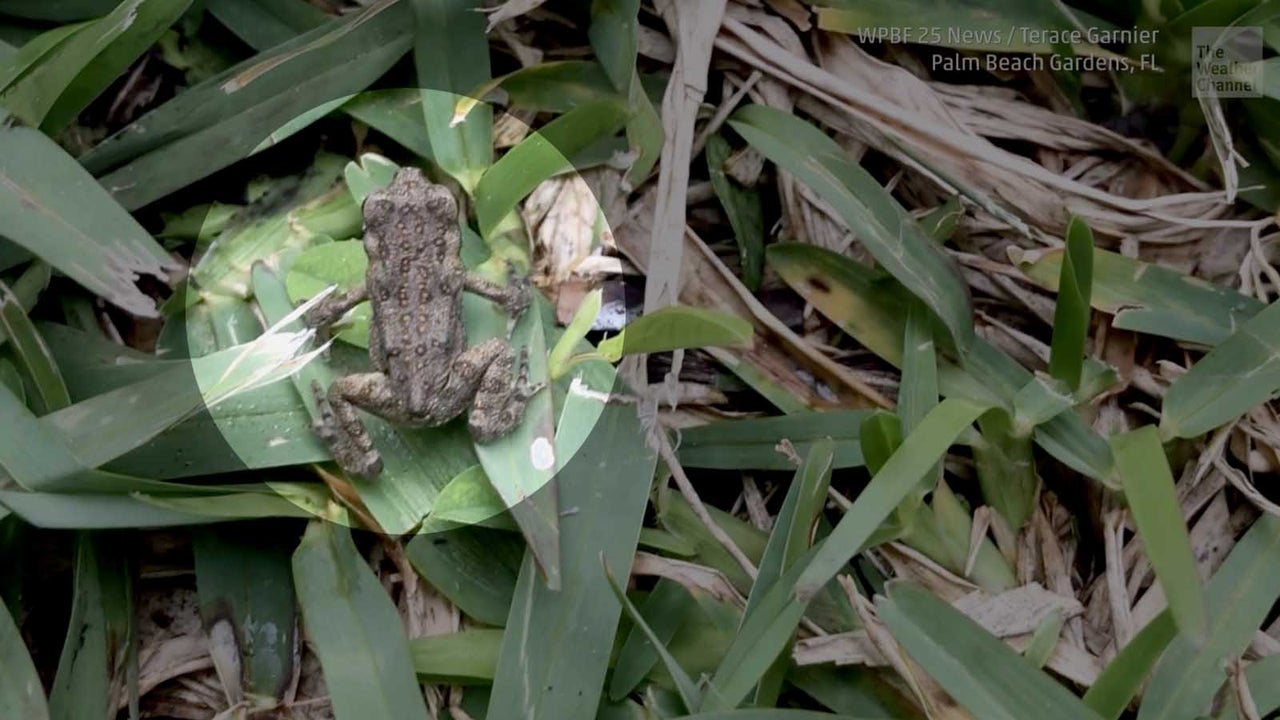 Nobelort In Florida Wird Von Giftigen Tieren Uberrannt The