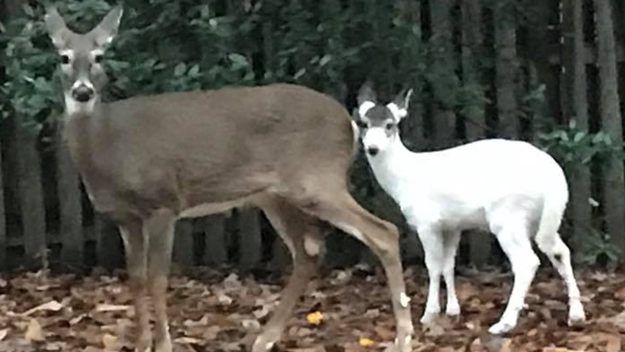 Rare Piebald Deer Spotted in Virginia | The Weather Channel