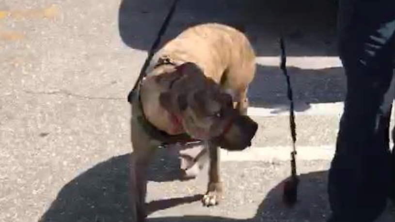 Florida Police Rescue Dog From Hot Car Warn Other Pet