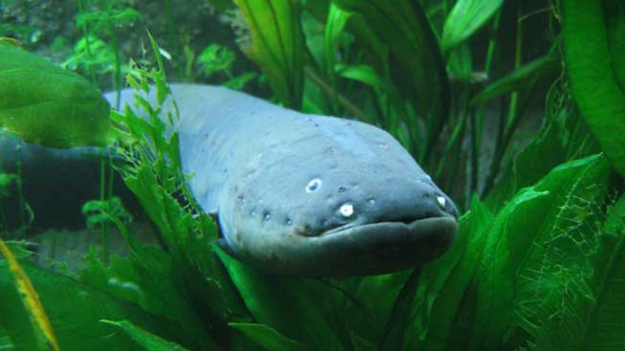 Electric Eel Does Its Job The Weather Channel
