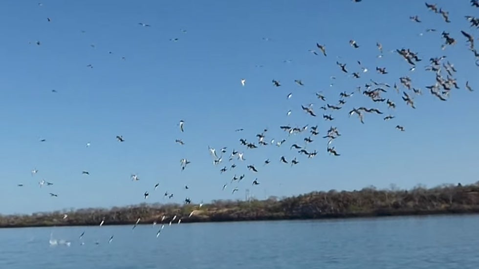 Incredible Footage of DiveBombing Birds The Weather Channel