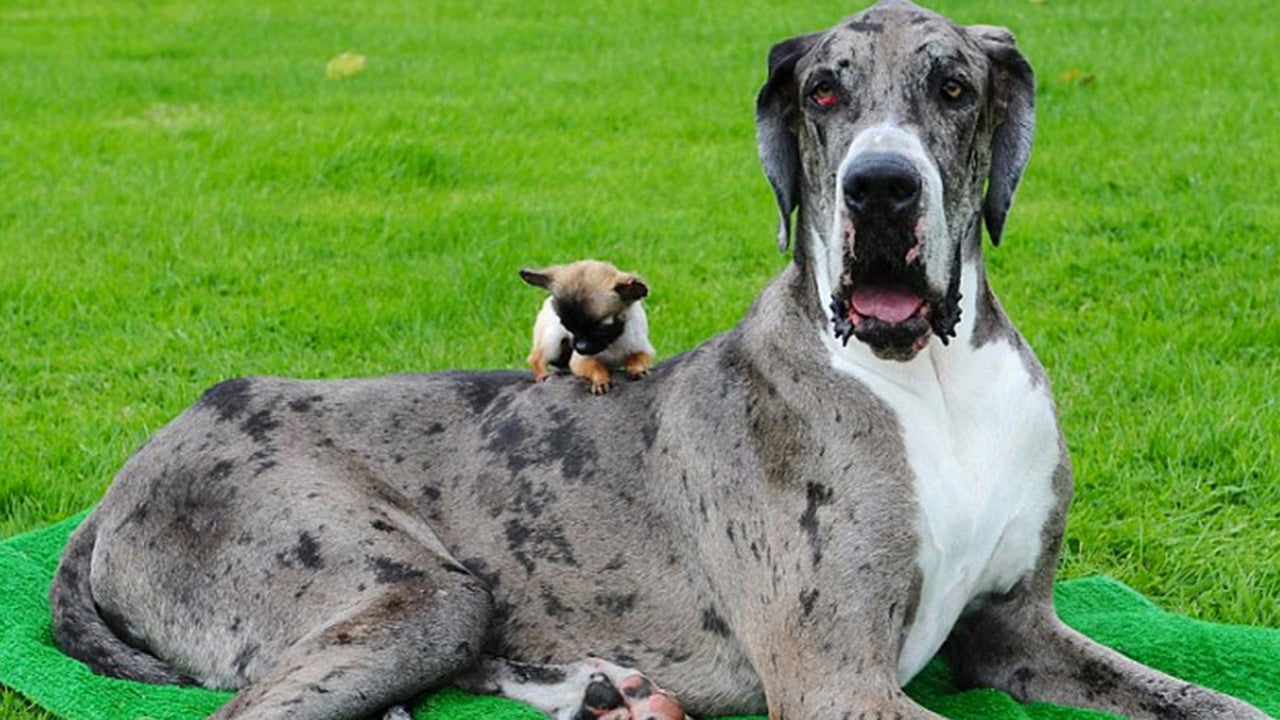 Der Größte Hund Auf Der Ganzen Welt Der Größte Hund Auf Der Ganzen Welt