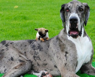 kleinster hund trifft grossten hund der welt videos von the weather channel weather com