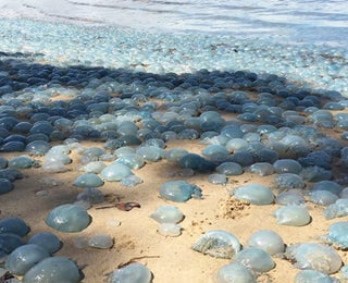 Thousands Of Blue Blubber Jellyfish Invade A Beach In Queensland Australia The Weather Channel Articles From The Weather Channel Weather Com Thousands Of Blue Blubber Jellyfish Invade A Beach In Queensland Australia The Weather Channel Articles From The Weather Channel Weather Com