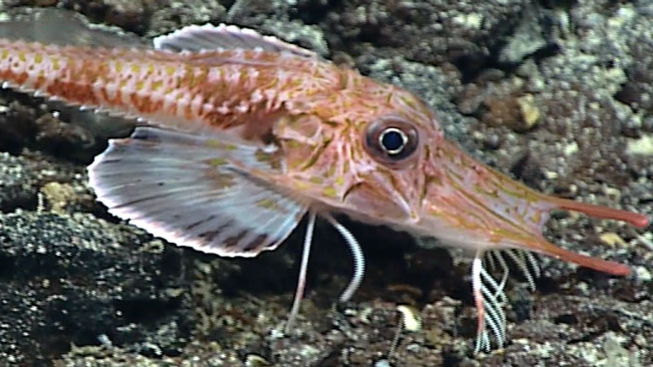 Assorted Fish Roes Assorted Walking Fish _ 24 Best Fish Roes in the World β ONDMA