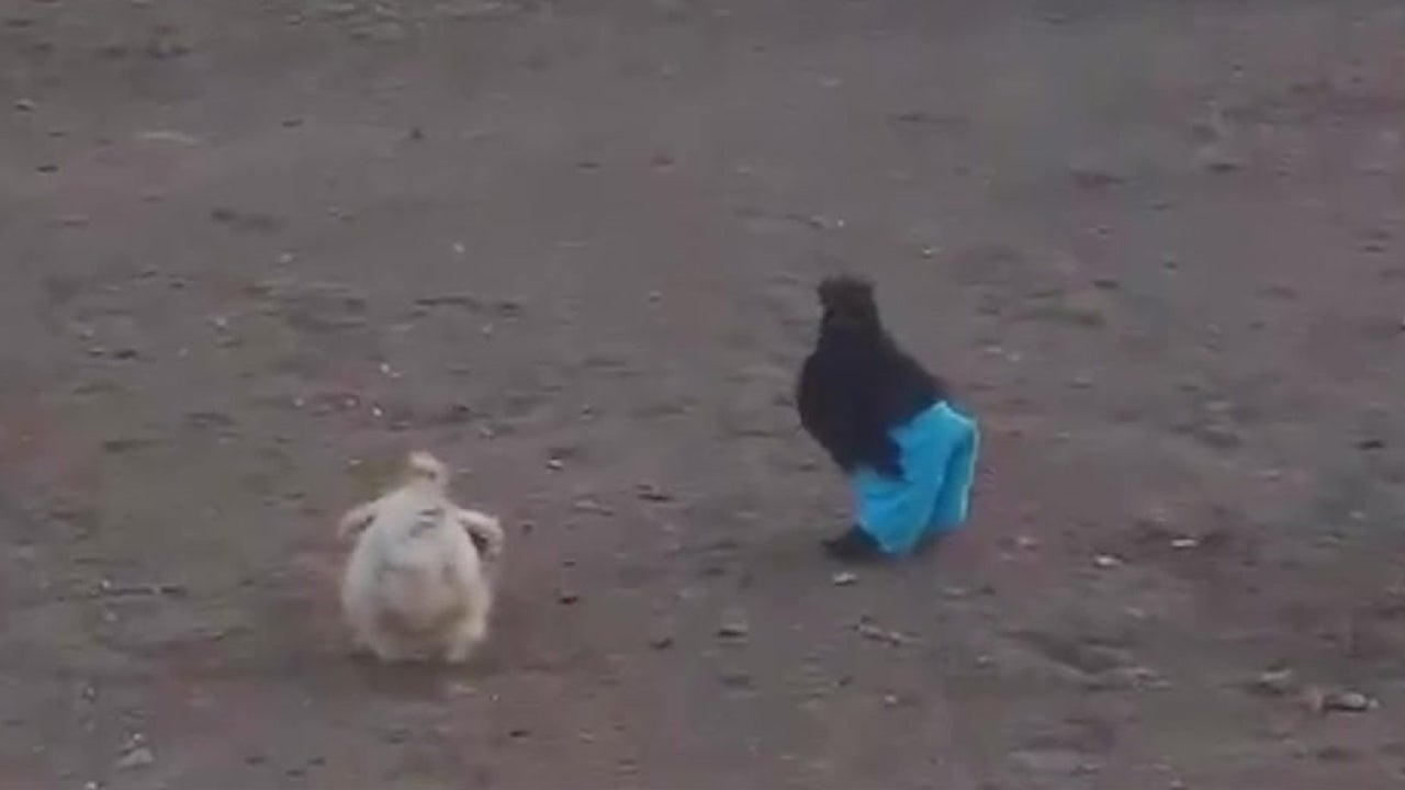 Here's a Chicken Wearing Pants The Weather Channel