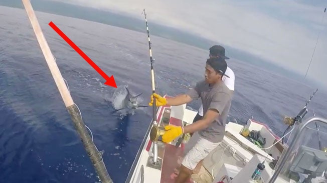 Marlin Jumps Into Boat The Weather Channel