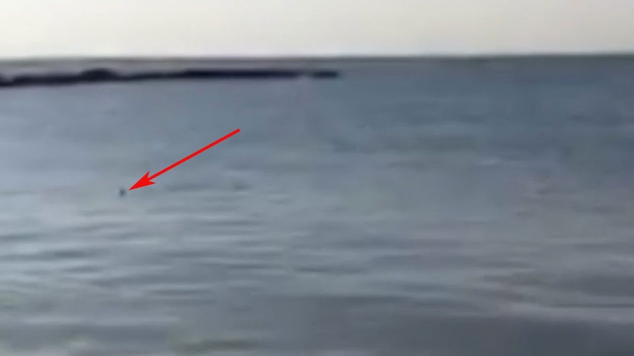 Shark Sightings Near Coney Island The Weather Channel