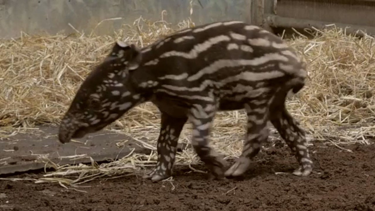 Baby Tapir At Chester Zoo In England The Weather Channel