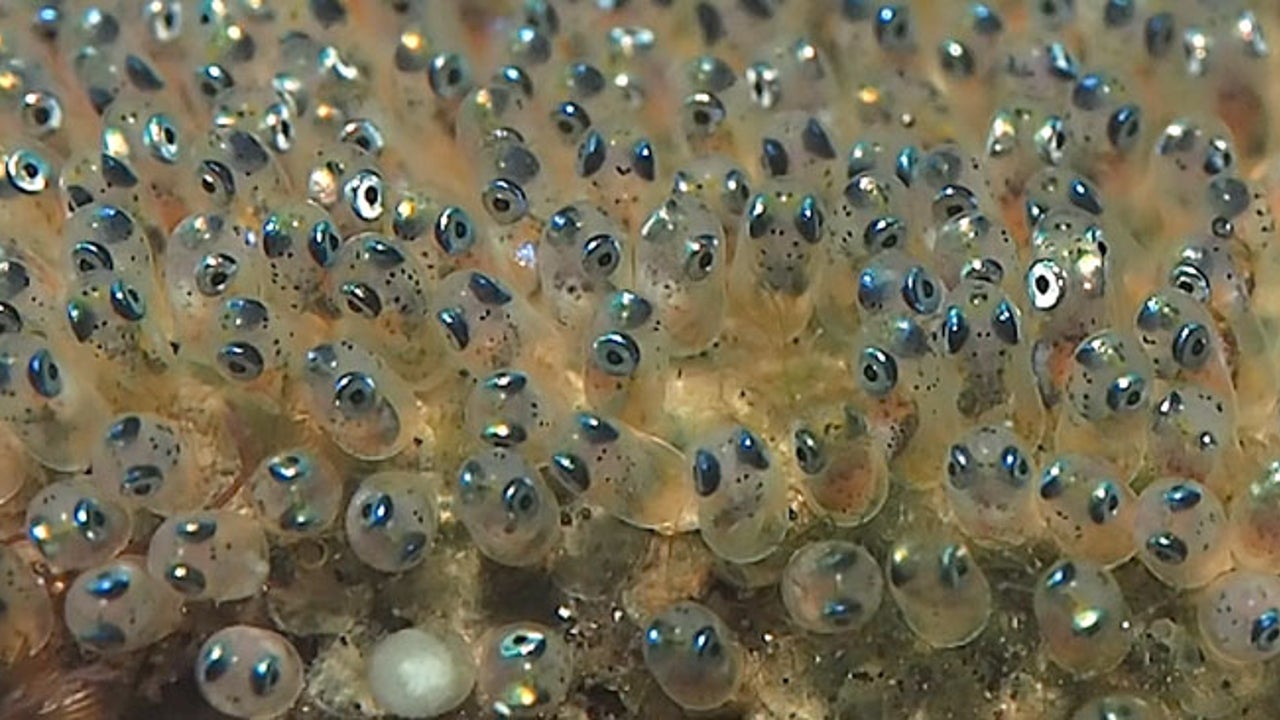 Don’t These Fish Eggs Look Like Minions? | The Weather Channel