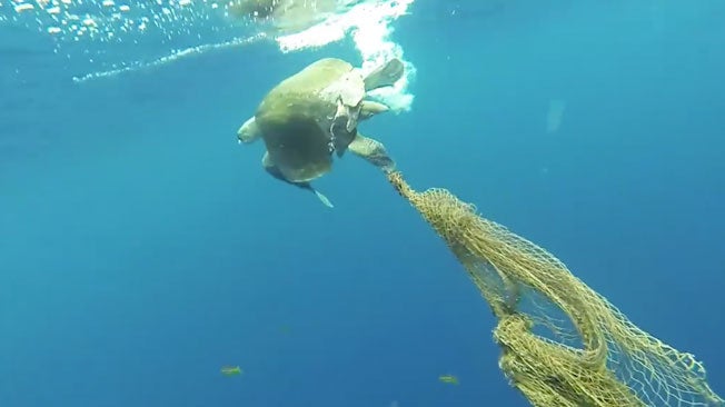 Turtle Caught in Fishing Net Freed The Weather Channel