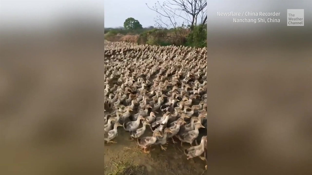 Bandada de patos foto de archivo. Imagen de cubo, blanco - 216497138, image size:1440x2880