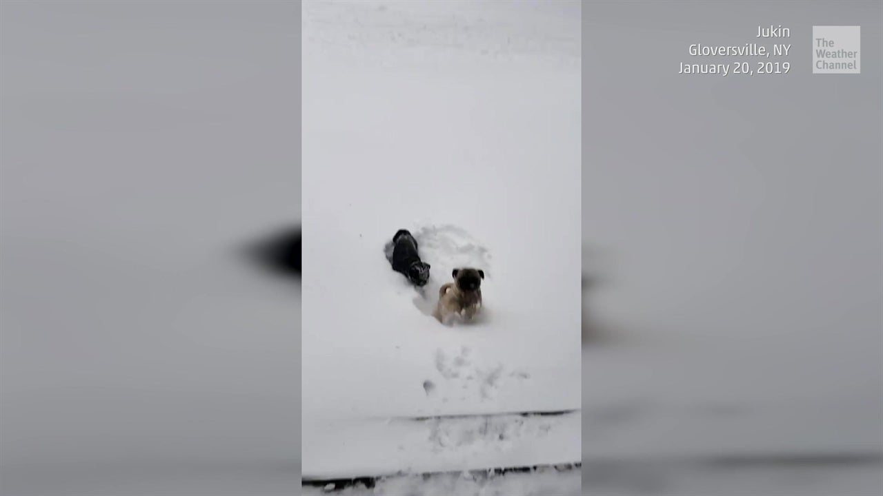 Coco the Pug | Heredia, image size:1080x1920