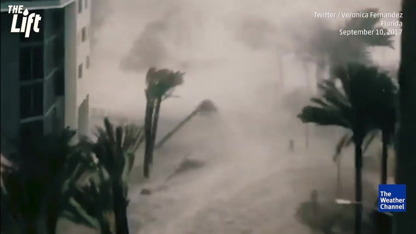 Miami Teen Harvests Replants Hundreds Of Mangrove Trees After Hurricane Irma The Weather Channel