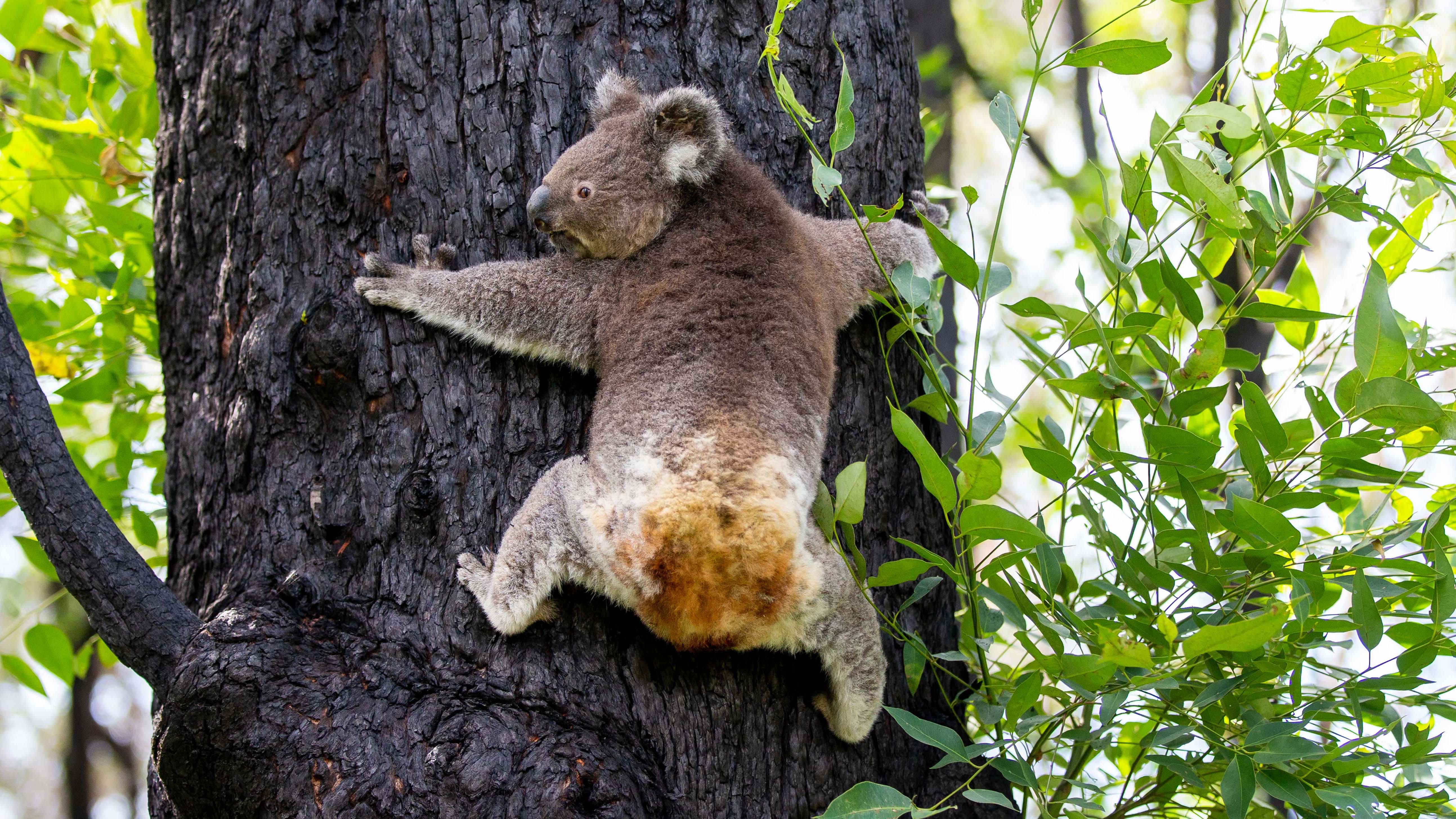 Cheyne Flanagan with Anwen being released into the wild in Corduroy area where he was found injured. Koalas recovering from injuries suffered during summer bushfires, are ready for release back into the wild by Port Macquarie Koala Hospital volunteers. Pic: Port Macquarie Hastings Council / Lindsay Moller Productions.