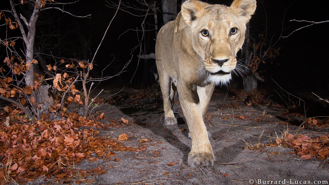 AFRICAN ANIMALS CAMERA visual data 4