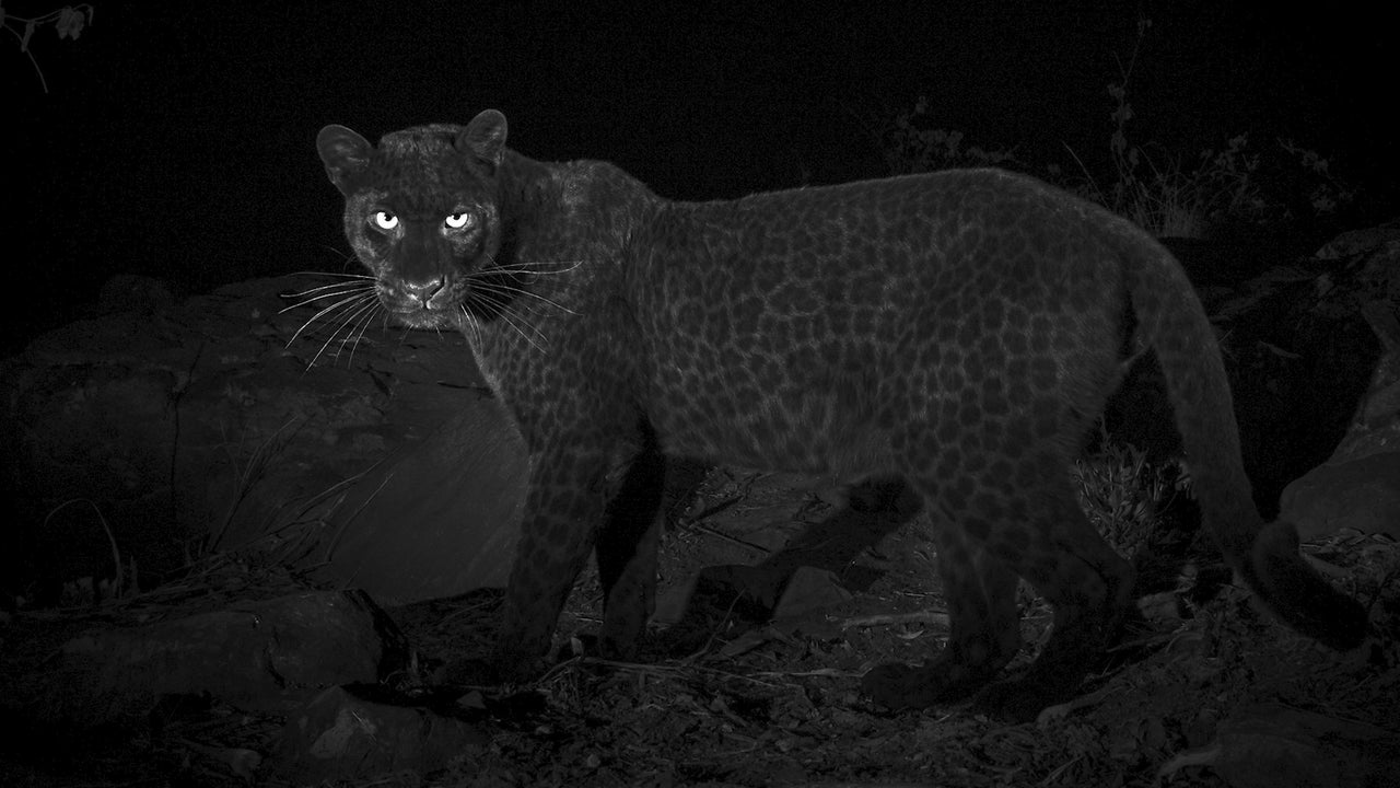 Rare Black Leopard Spotted in Africa for First Time in Over 100 Years