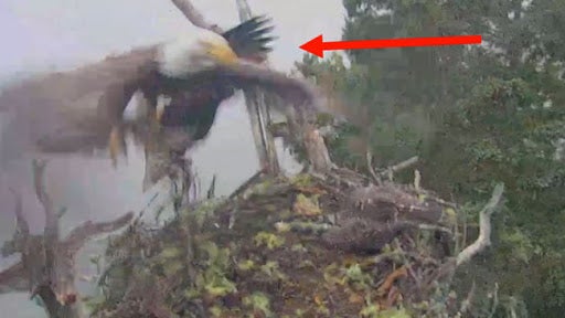 Bald Eagle Attacks Nest The Weather Channel