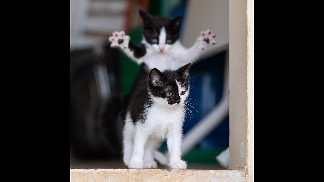 This photo won Overall Winner as well as the "Cats" category. Rescue kittens photographed in Lebanon, play pounce. The photographer said of the two: &ldquo;My rescue kittens, Alex is the shy one, Max is the playful one. Together they form a lethally cute duo. I had more fun taking photos of these two character than during my most adventurous wildlife photography trips.&rdquo; (Michel Zoghzoghi/Comedy Pets)