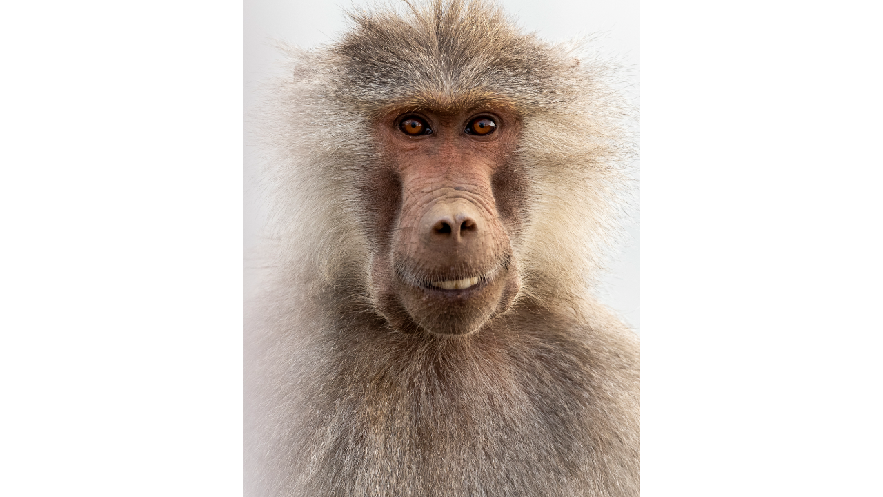 Comedy Wildlife Photography Awards Release Their Shortlisted Photos for This Year's Competition! (PART 1) 6