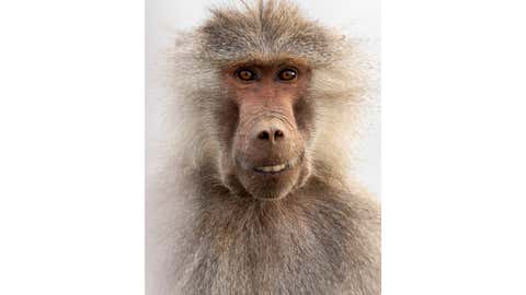 Comedy Wildlife Photography Awards Release Their Shortlisted Photos for This Year's Competition! (PART 1) 12 Comedy Wildlife Photography Awards Release Their Shortlisted Photos for This Year's Competition! (PART 1) 6