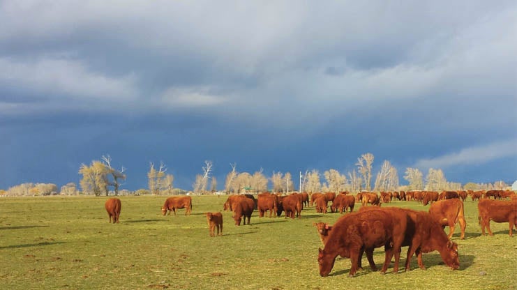 Cutest, Coolest, Rarest Animals From the 2014 Itâ€™s Amazing Out There