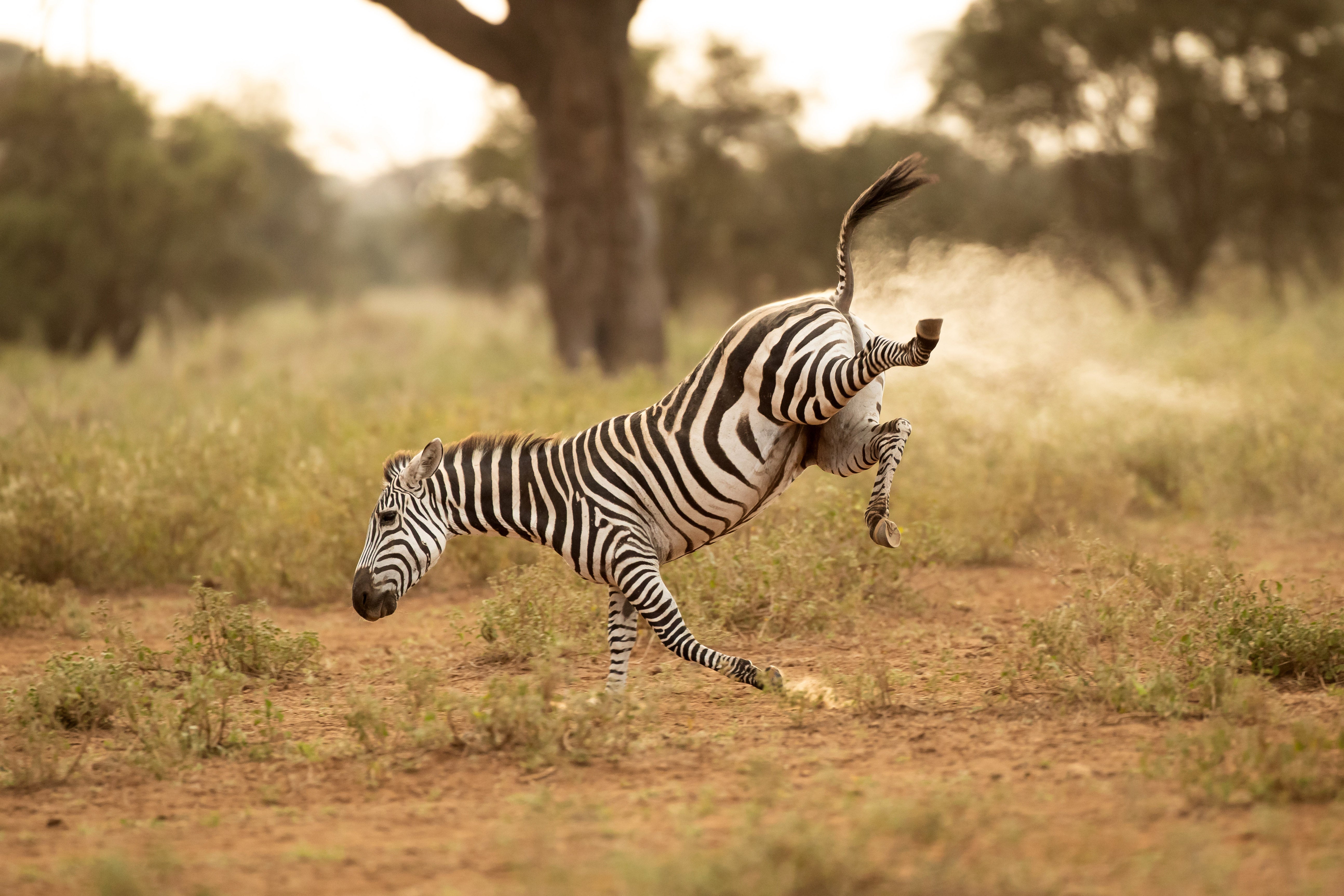 The Comedy Wildlife Photography Awards 2022
Vince Burton
North Tuddenham
United Kingdom

Title: Buck-a-roo!
Description: A zebra does a great impression of the 80's children's game Buck-a-roo. It also looks like its been fart-powered :)
Animal: Zebra
Location of shot: Amboseli, Kenya