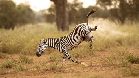 Comedy Wildlife Photography Awards Release Their Shortlisted Photos for This Year's Competition! (PART 1) 13 The Comedy Wildlife Photography Awards 2022
Vince Burton
North Tuddenham
United Kingdom
Title: Buck-a-roo!
Description: A zebra does a great impression of the 80's children's game Buck-a-roo. It also looks like its been fart-powered :)
Animal: Zebra
Location of shot: Amboseli, Kenya