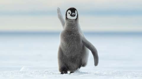 Comedy Wildlife Photography Awards Release Their Shortlisted Photos for This Year's Competition! (PART 1) 14 The Comedy Wildlife Photography Awards 2022
Thomas Vijayan
Ontario
Canada
Title: Happy Feet
Description: This chick has grown old enough to take to the seas and fish for their own food.
Animal: Emperor Penguin
Location of shot: Antarctica