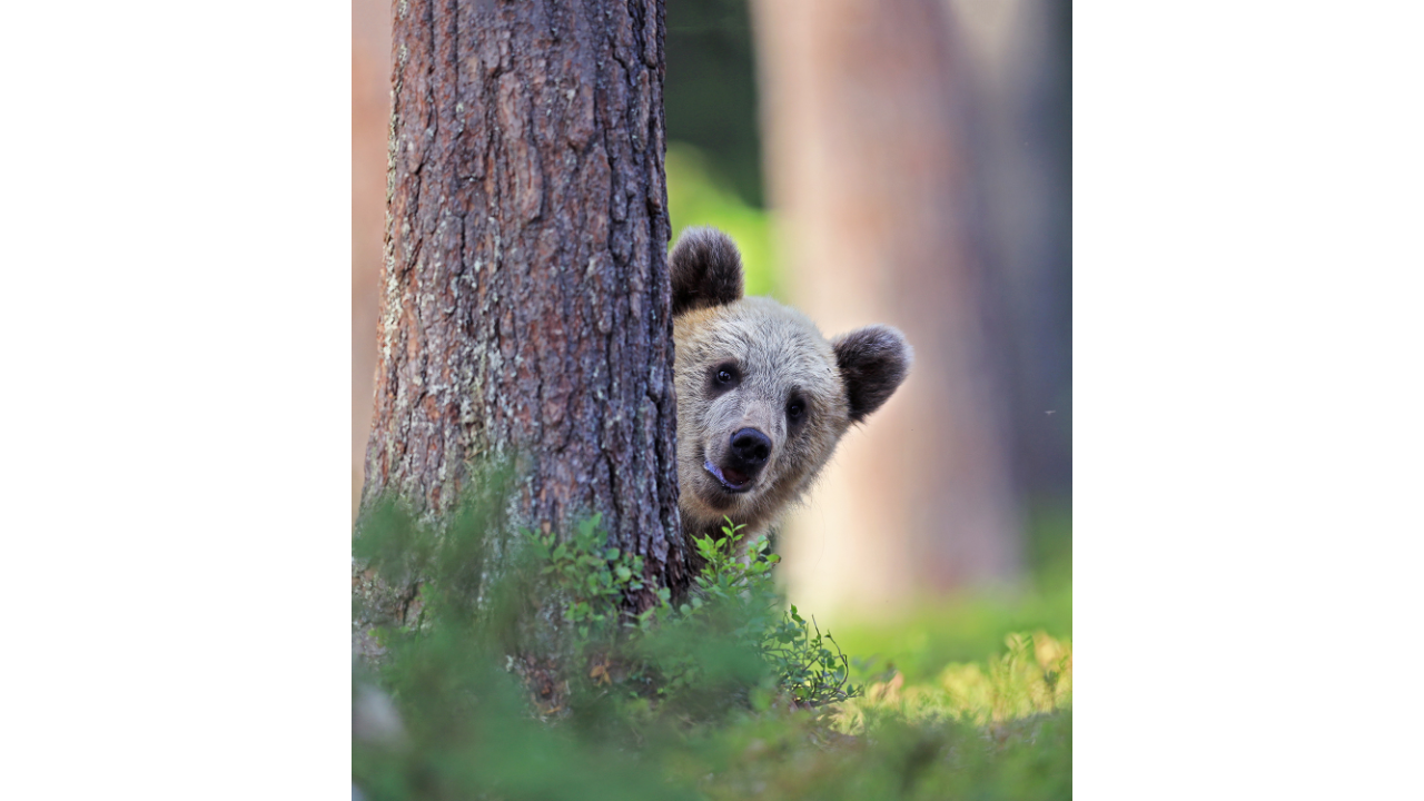 Comedy Wildlife Photography Awards Release Their Shortlisted Photos for This Year's Competition! (PART 1) 8