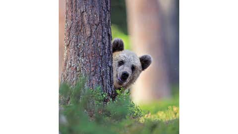 Comedy Wildlife Photography Awards Release Their Shortlisted Photos for This Year's Competition! (PART 1) 16 Comedy Wildlife Photography Awards Release Their Shortlisted Photos for This Year's Competition! (PART 1) 8