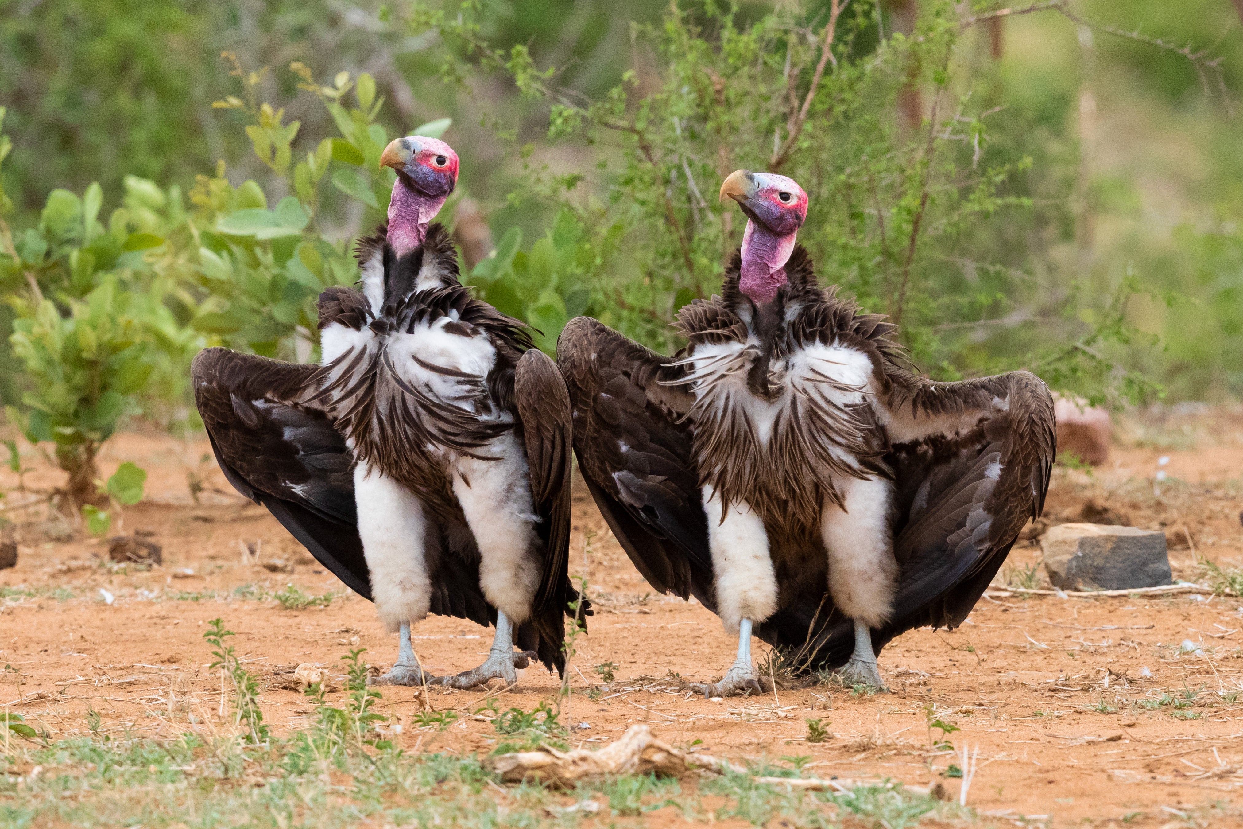 The Comedy Wildlife Photography Awards 2022
Saverio Gatto
Salerno
Italy

Title: Maniacs
Description: Lappet-faced Vultures in display
Animal: Lappet-faced Vulture (Torgos tracheliotos)
Location of shot: Kruger National Park (South Africa)
