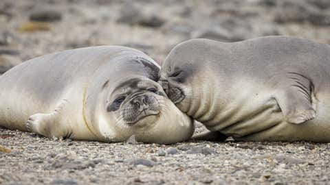 Comedy Wildlife Photography Awards Release Their Shortlisted Photos for This Year's Competition! (PART 1) 19 The Comedy Wildlife Photography Awards 2022
Andrew Peacock
Santa Barbara
United States
Title: Uncomfortable pillow
Description: These elephant seal weaners were practising their jousting skills for many minutes before they collapsed in exhaustion. One looks to be resting far more comfortably than the other!
Animal: Southern elephant seal
Location of shot: Snow Island, South Shetland Islands, Antarctica