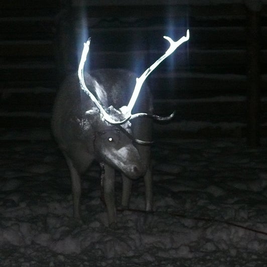 Herders in Finland Make Reindeer Antlers Glow to Save Lives - Videos from The Weather Channel