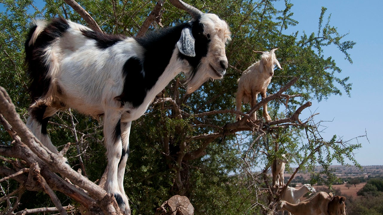 In southwest Morocco, goats climb trees, drawn by the fruit of the Argan tree, which ripens in June every year. The goats are very adept at climbing the trees because they have two-toed hooves, which can spread out to provide balance and leverage. (Fadel Senna/AFP/GettyImages)