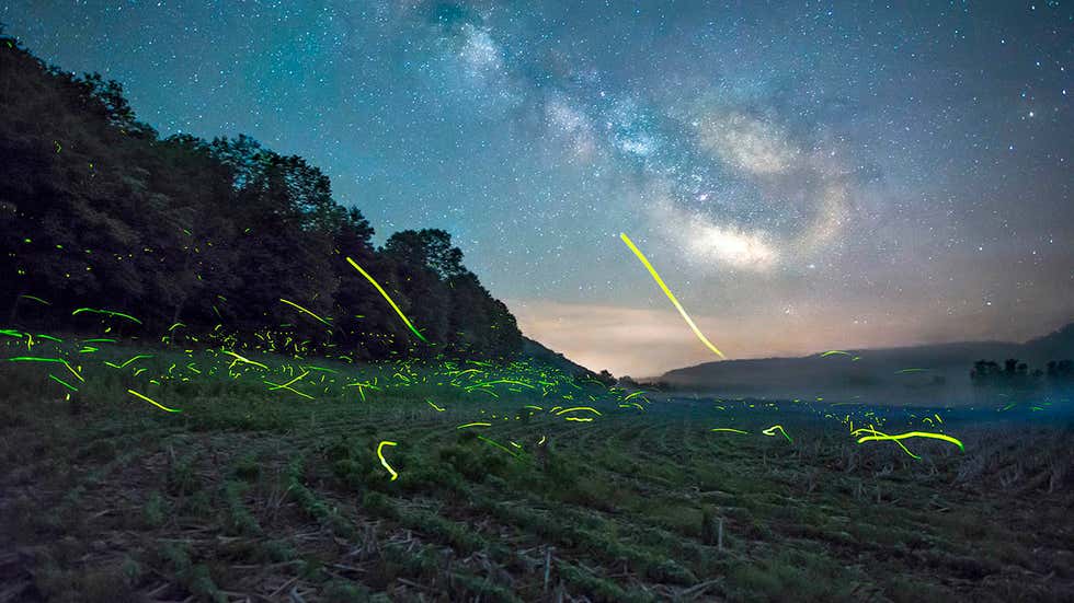 The Glowing Movement of Fireflies (PHOTOS) | The Weather Channel
