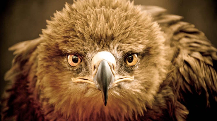 Cutest, Coolest, Rarest Animals From the 2014 Itâ€™s Amazing Out There