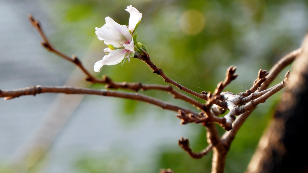 Japan S Cherry Blossoms Are Blooming In Autumn Probably Because Of Recent Typhoons The Weather Channel Articles From The Weather Channel Weather Com