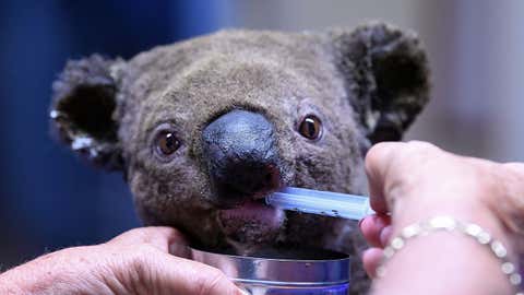 A dehydrated and injured Koala receives treatment at the Port Macquarie Koala Hospital in Port Macquarie on Nov. 2, 2019, after its rescue from a bushfire that has ravaged an area of over 4,900 acres. Hundreds of koalas are feared to have burned to death in an out-of-control bushfire on Australia's east coast, wildlife authorities said October 30. (Saeed Khan/AFP via Getty Images)