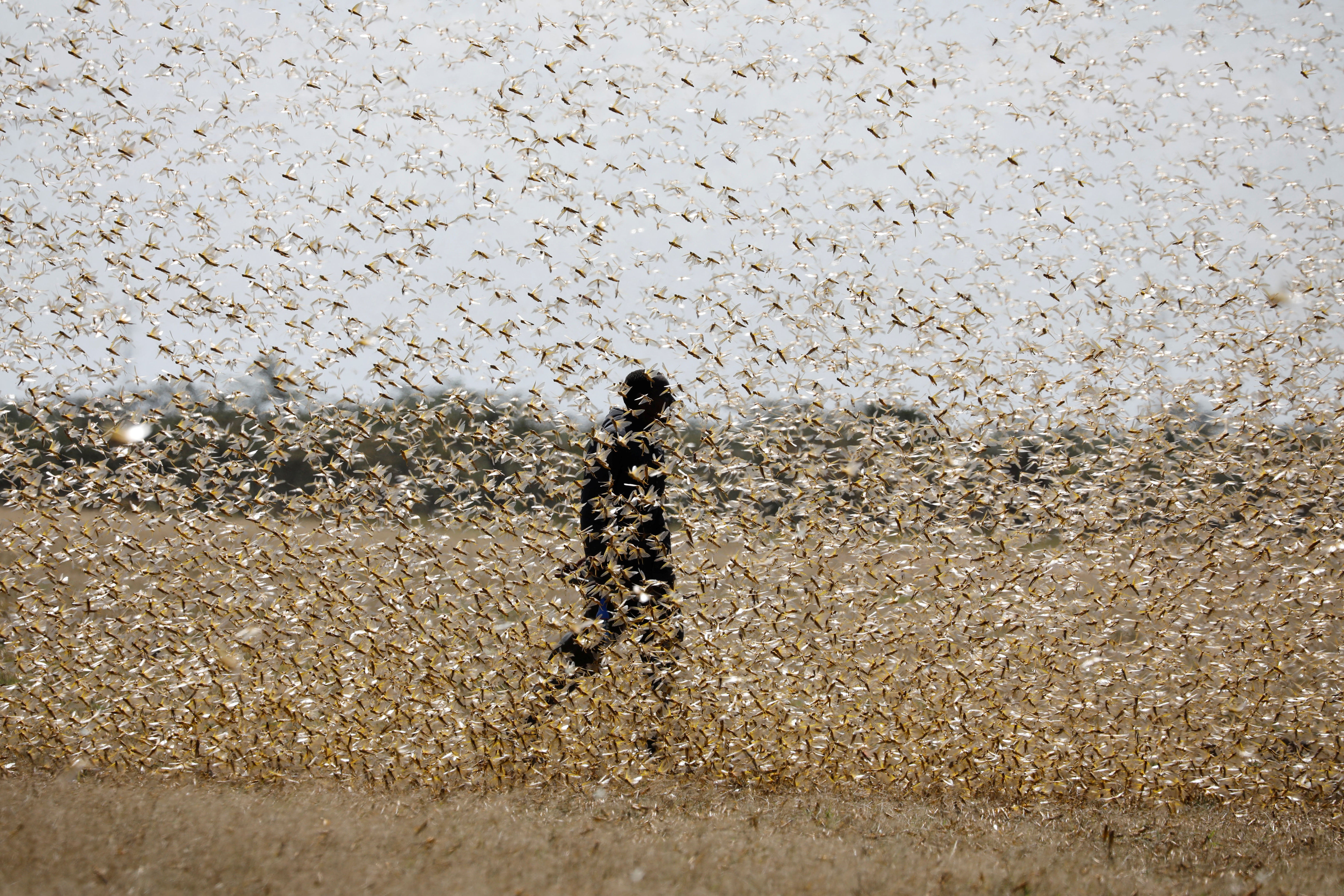 New Wave of Locust, Severe Floods Threaten East Africa’s Food Supply