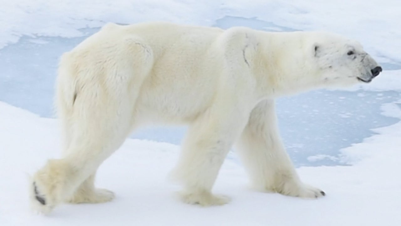 Shrinking Sea Ice Is Shrinking Polar Bears Too The Weather Channel Shrinking Sea Ice Is Shrinking Polar Bears Too The Weather Channel