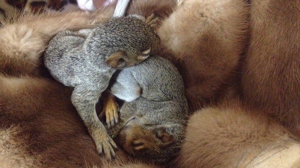 Orphaned Baby Animals Nuzzle with Recycled Furs The Weather Channel
