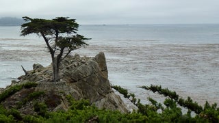 Img Cl Styles__noscript__2rw2y Srchttps S W X Co Util Image W 220pebblebeachcypress Jpgvat Img Cl Styles__noscript__2rw2y Srchttps S W X Co Util Image W 220pebblebeachcypress Jpgvat
