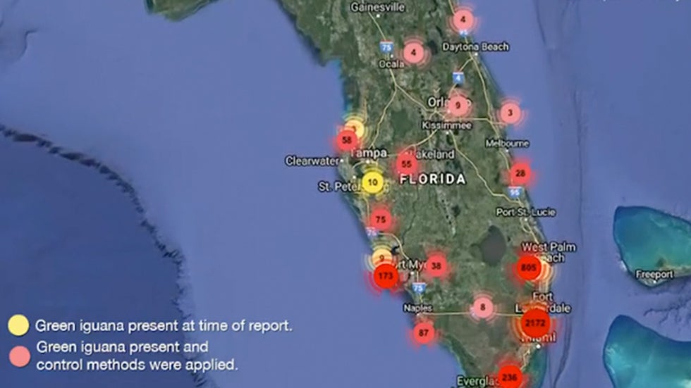 Iguanas Overrunning Florida Moving - 227iguanamap 