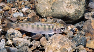 Never Had A Chance Salmon Cooked In Rivers Never Had A Chance Salmon Cooked In Rivers