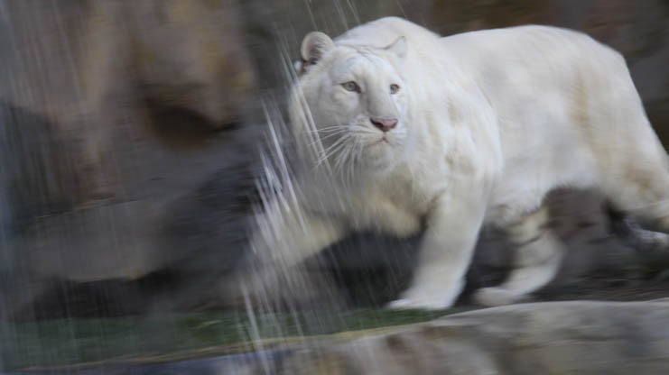 Cutest, Coolest, Rarest Animals From the 2014 Itâ€™s Amazing Out There