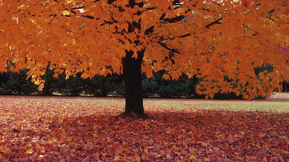 8 Healthy Reasons to Love Fall | The Weather Channel