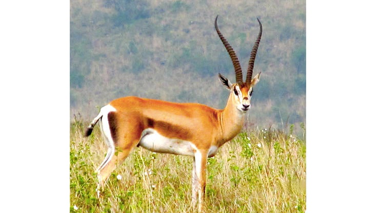 Cutest, Coolest, Rarest Animals From the 2014 Itâ€™s Amazing Out There